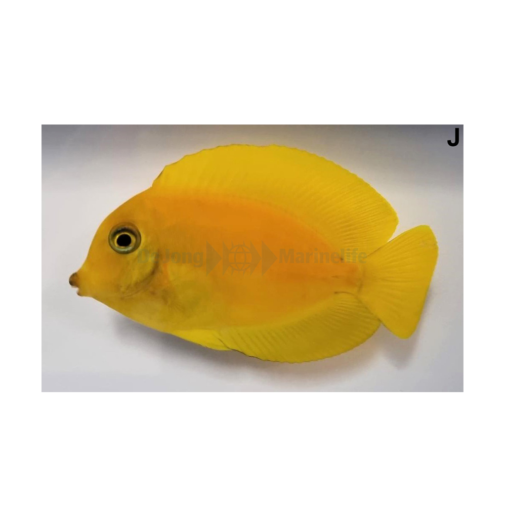 Acanthurus pyroferus - Chokladkirurgfisk | Endast 1199 kr! - Zoogiganten