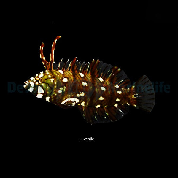Novaculichthys taeniourus 
 / Drakgylta | Endast 629 kr! - Zoogiganten