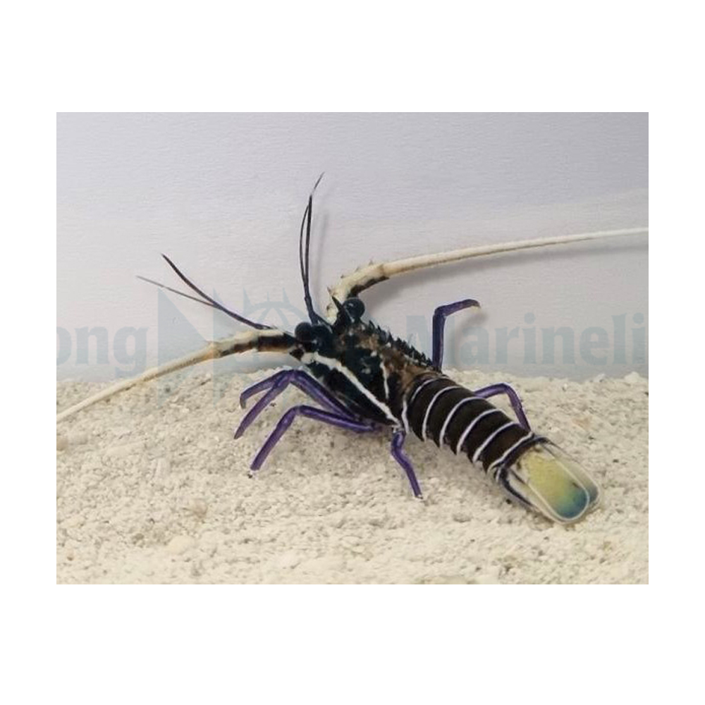 Panulirus versicolor - Bluespiny lobster S | Endast 1159 kr! - Zoogiganten