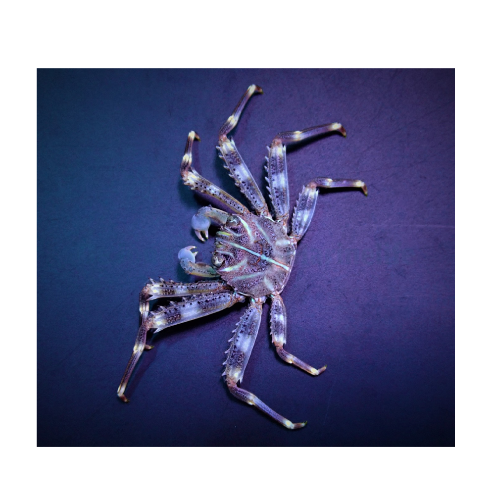 Percnon gibbesi / Sally lettfotkrabbe