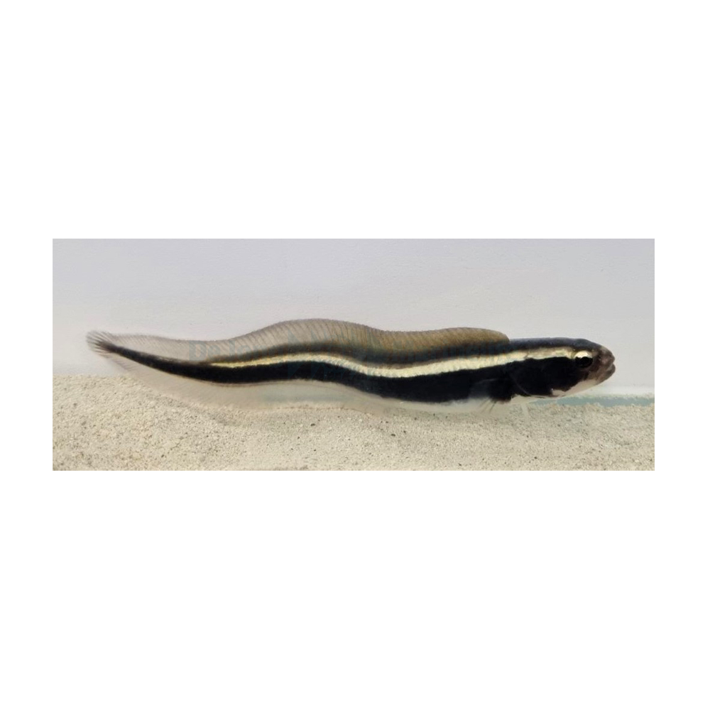 Pholidichthys leucotaenia / Ingeniørkutling