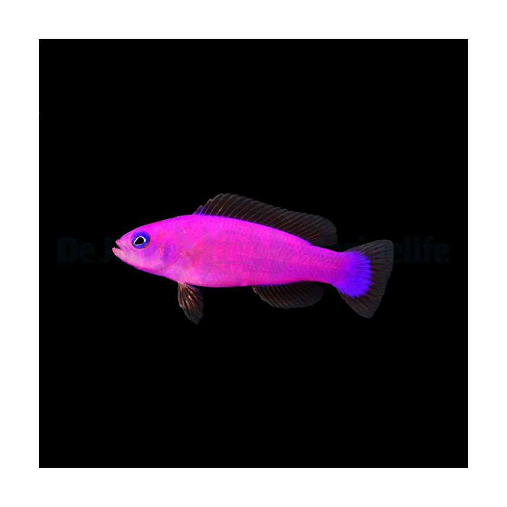 Pictichromis porphyrea / Lilla dottback