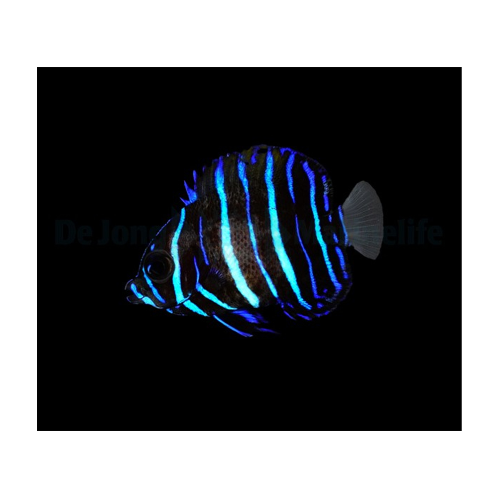 Pomacanthus navarchus TB - M/L - Navarchus Emperorfish