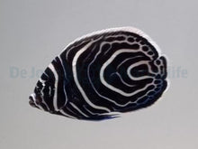 Imperator Emperor Fish Kultivert Juvenile M