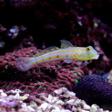 Valenciennea puellaris 
 / Orangefläckig Sandvändare | Endast 599 kr! - Zoogiganten