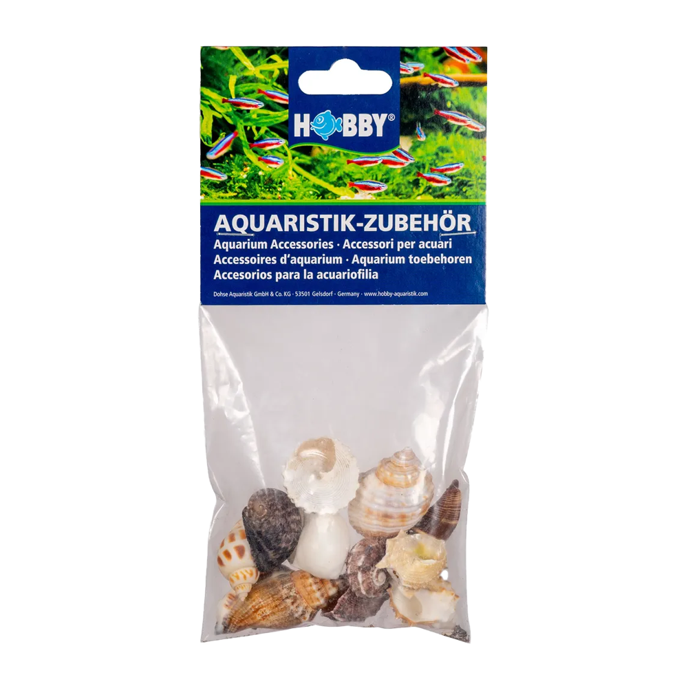 Seashell 10 st - M | Endast 149 kr! - Zoogiganten