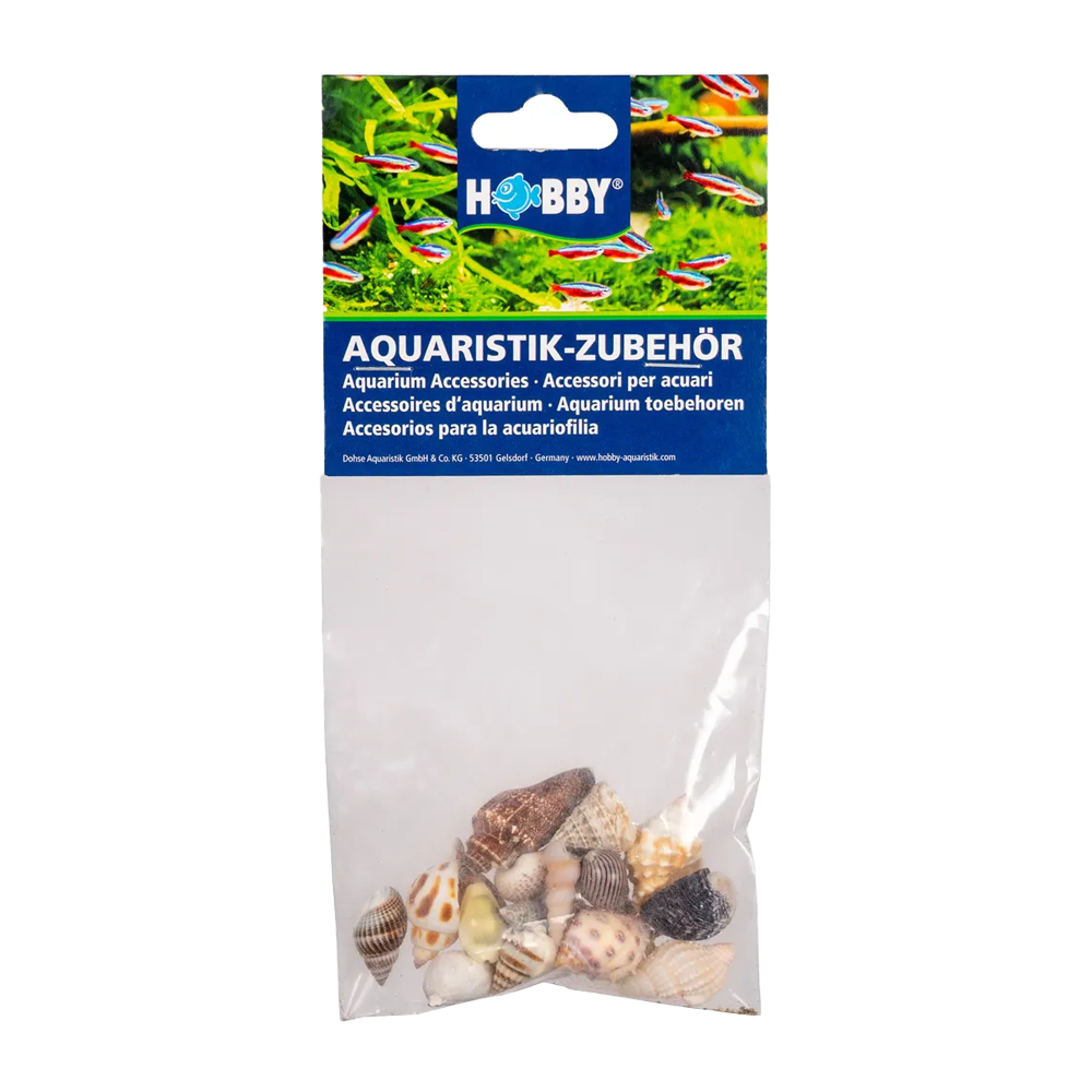 Seashell 20 st - S | Endast 149 kr! - Zoogiganten