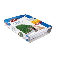 Kattemynte myk vitamin beriket med dyrkingsboks ca. 100 g
